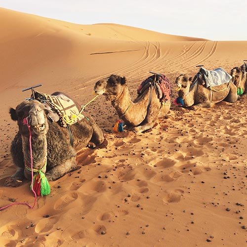 photo caravane de chameau